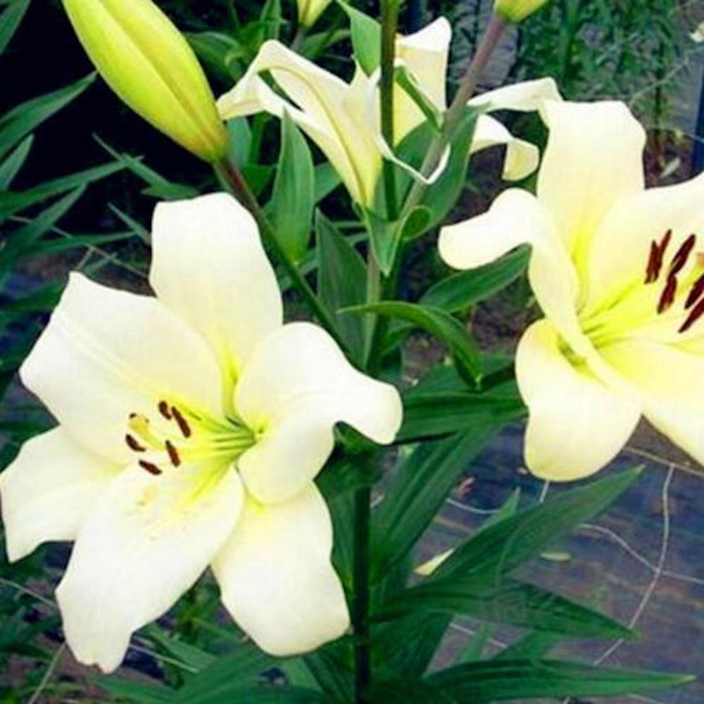 20 EXOTIC rare LILY SEEDS for garden flower perennial plant beds USA SELLER USPS