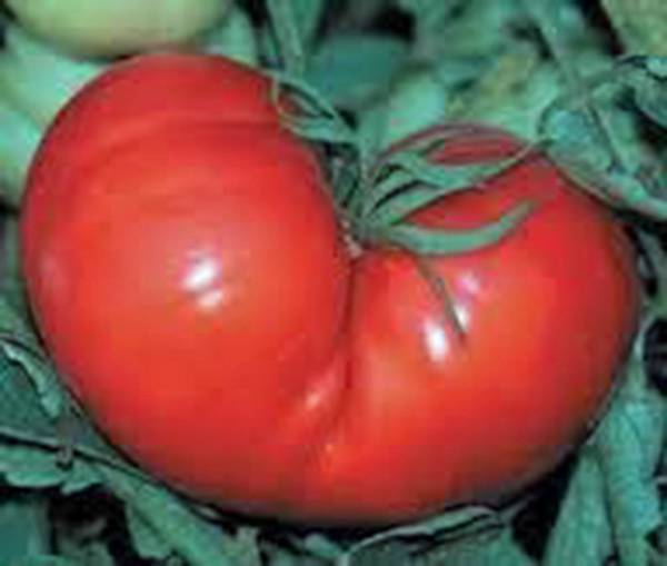 TOMATO SEED, RED PONDEROSA, HEIRLOOM, 500 SEEDS, NON GMO, LARGE TOMATO