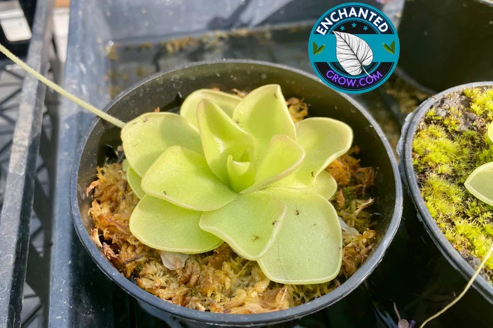 2″ Potted Butterwort Pinguicula Live Carnivorous Plant Insect Eating Plant -Asst
