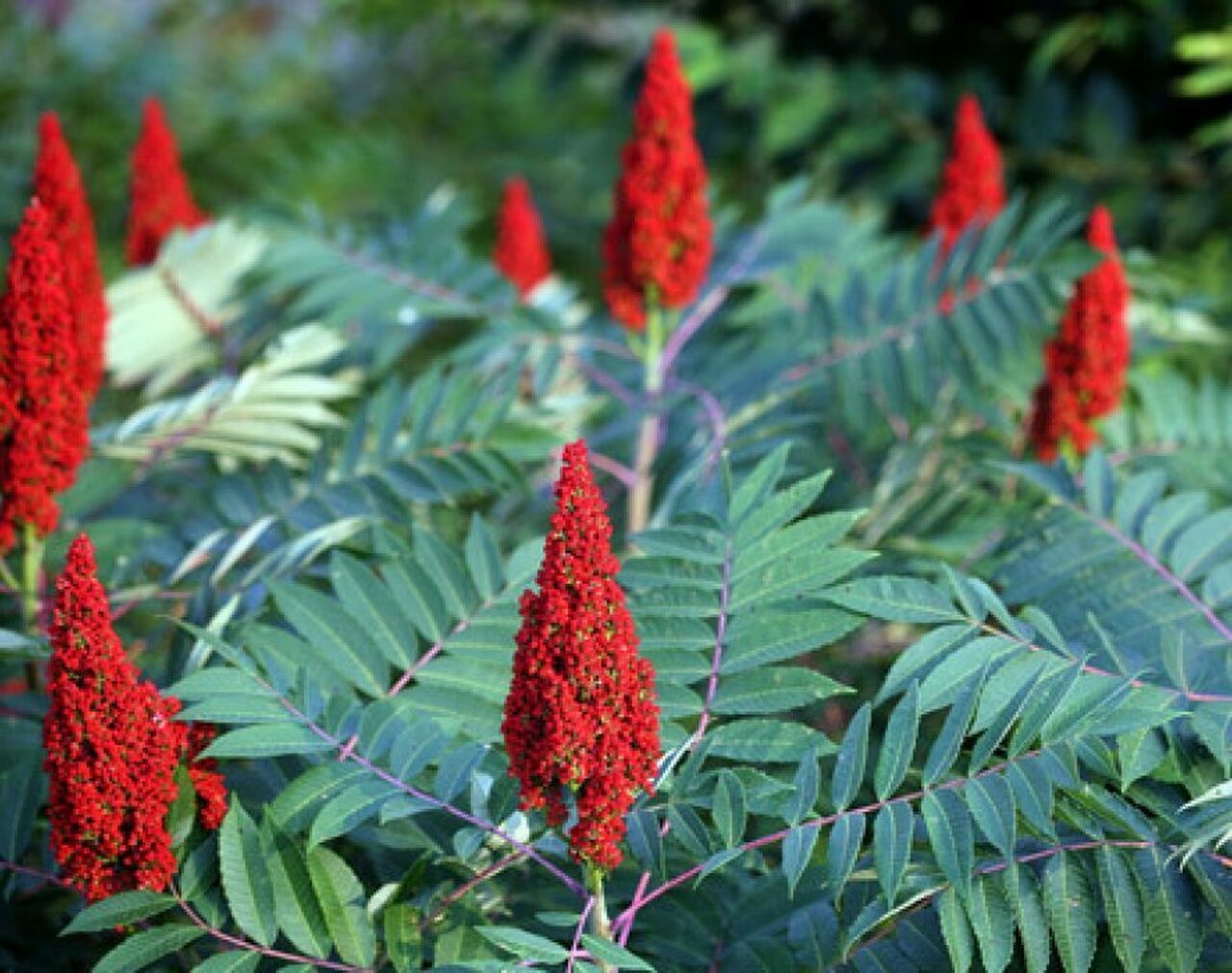 STAGHORN SUMAC Rhus Typhina – 50 SEEDS