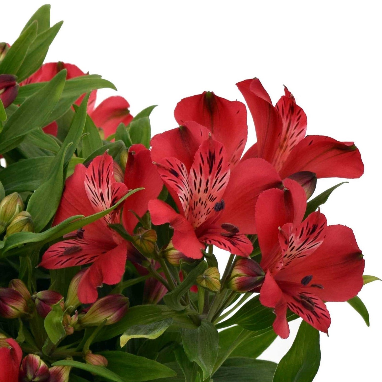 Alstroemeria Inca Lolly 2 Potted Plants Rooted in Quart Pots, Easy to Grow