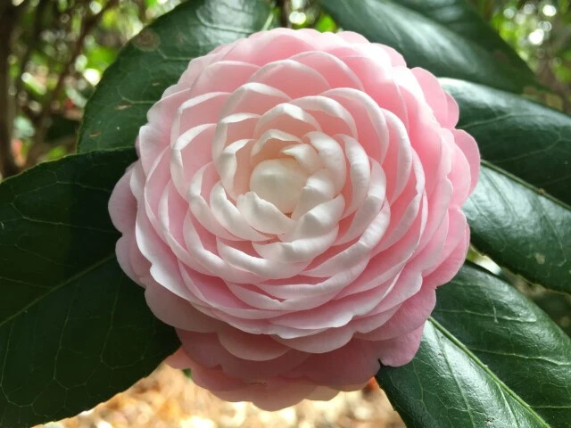 **PINK PERFECTION**Unique Bloom*Camellia Japonica-Live Starter Plant -USA SELLER