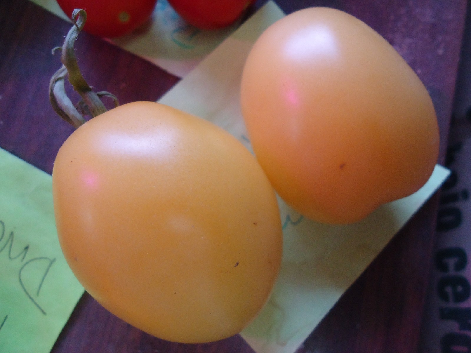 Heirloom tomato seeds Build a variety pack, or take all 50! *SURVIVAL SEEDS*