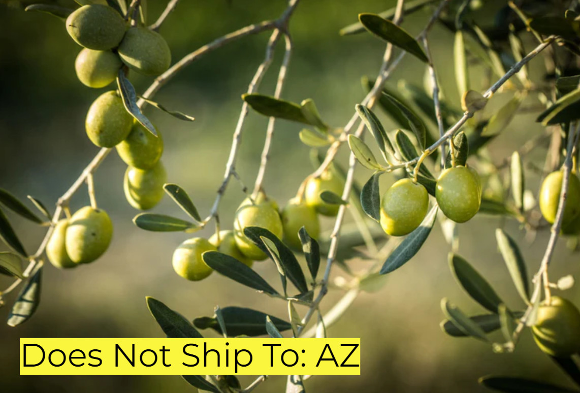 Arbequina Olive Tree Olea Europaea Live Plant Fruiting 2 Gallon Pot 2-3 Ft Tall