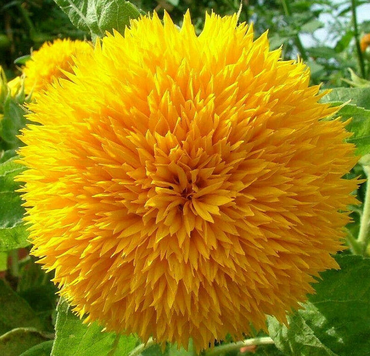 Dwarf Sunflower Seeds for Planting – Grow Teddy Bear Sun Flowers in Your Garden