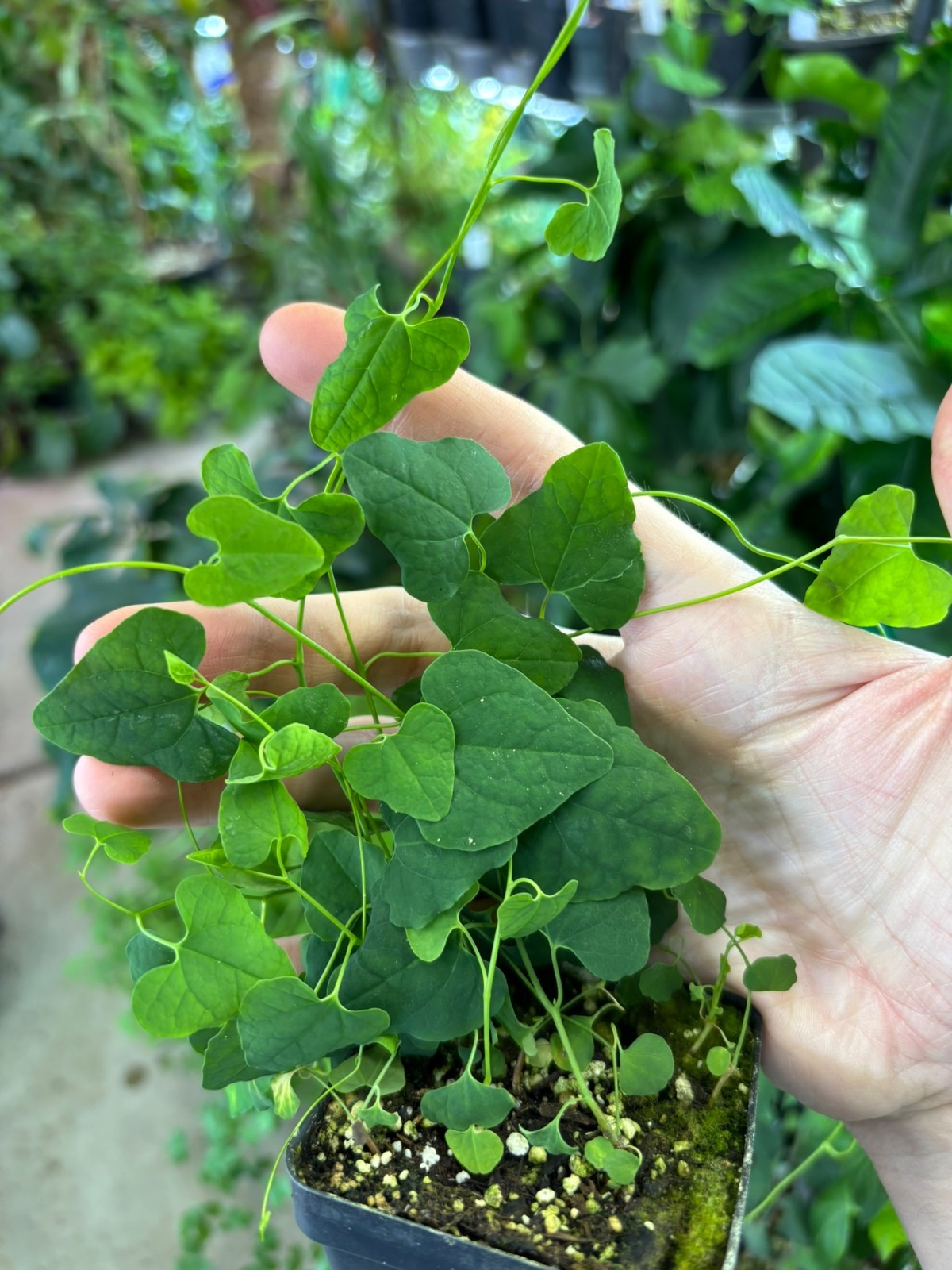 Aristolochia glandulosa, Pipevine Tropical Ornamental Flowering Vine Plant