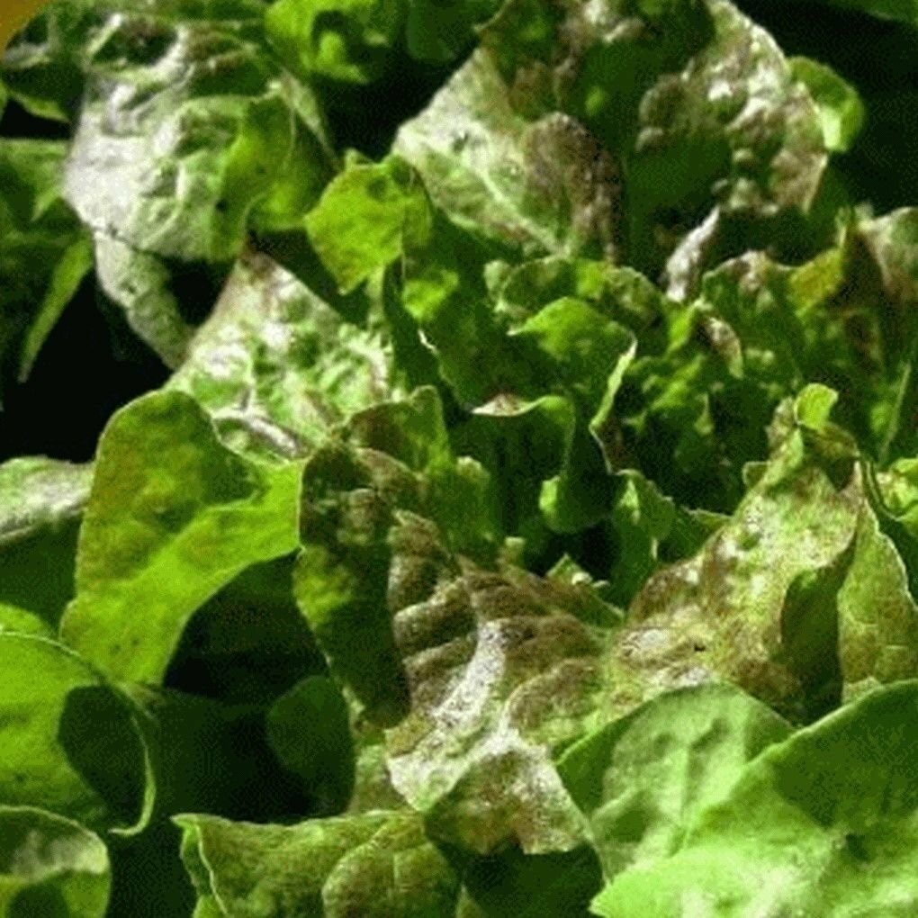 Bronze Mignonette Butterhead Lettuce Seeds, NON-GMO, Heirloom, FREE SHIPPING