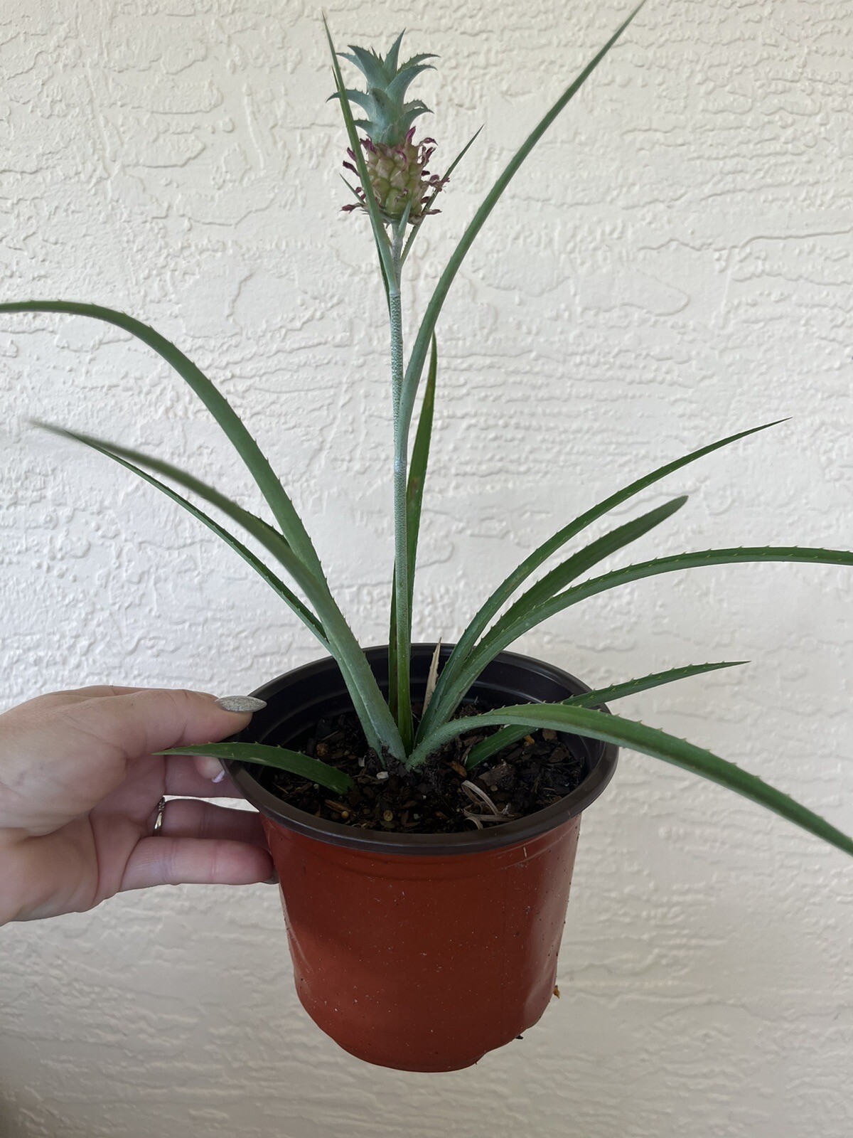 Ananus Nanus Mini Dwarf Pineapple Bromeliad-Mature Plant