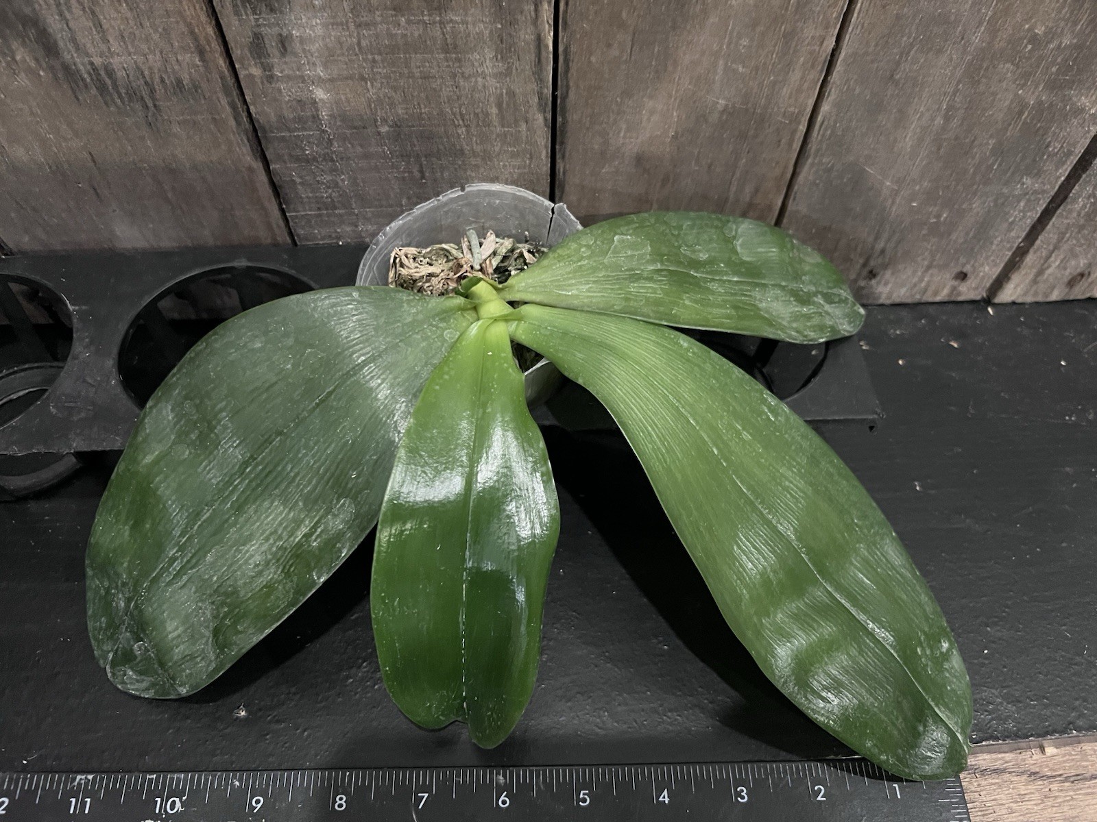 Phal. bellina Pink x sib , Phal Species, In Spike, Fragrant, FREE Shipping
