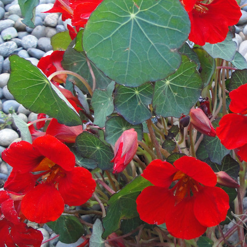 Empress Of India Nasturtium Seeds | 20 – 400 Seeds | Non-GMO | Free Ship 1199
