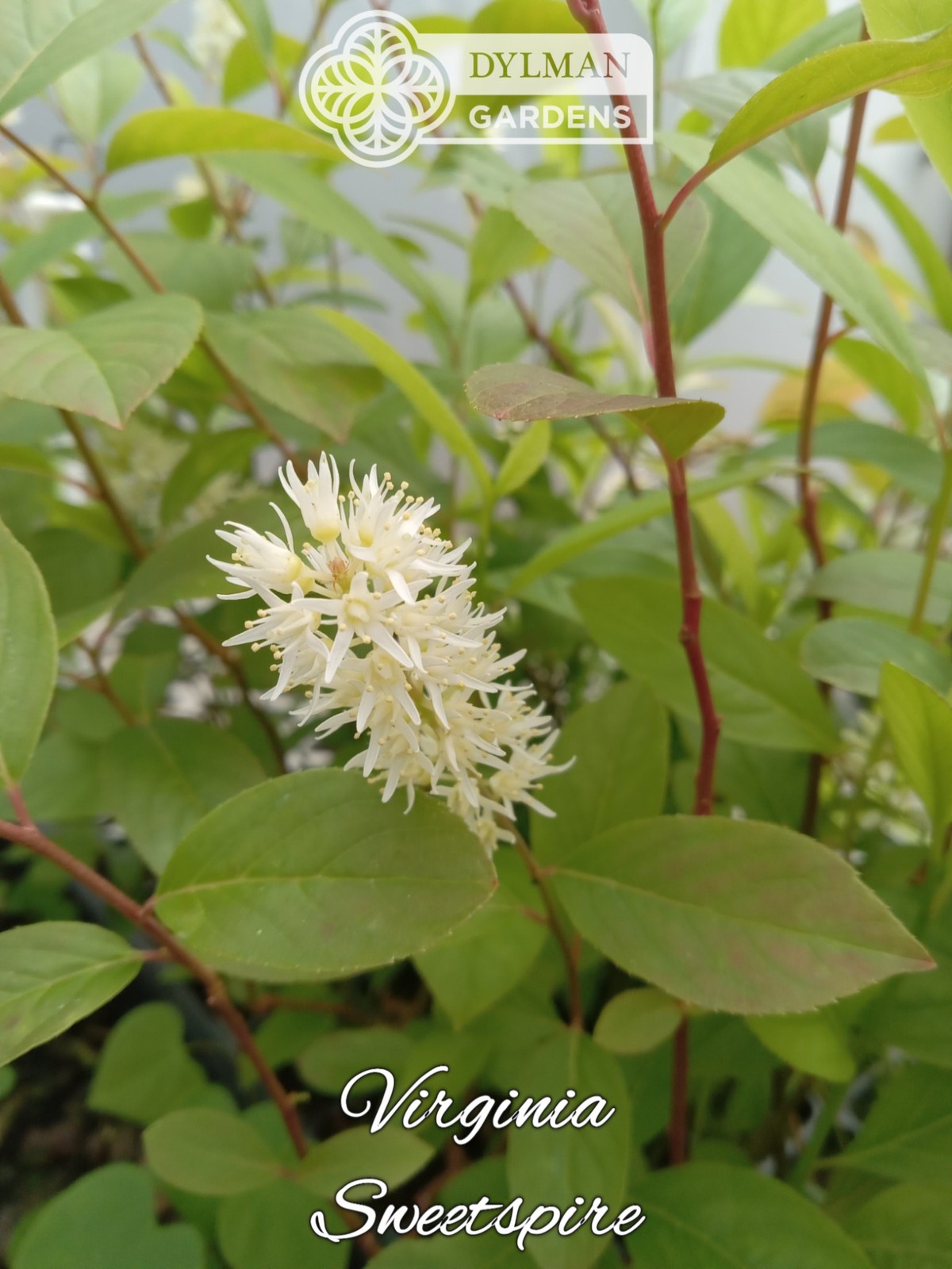 Sweetspire (Itea virginica) – Virginia Willow – Live Plant – Multiple Sizes