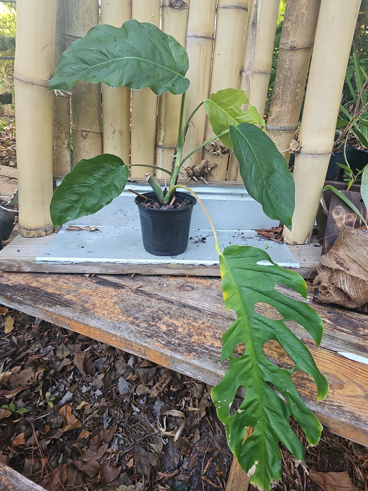 XL Monstera Dubia Mature Large Stem plant Fenestrated