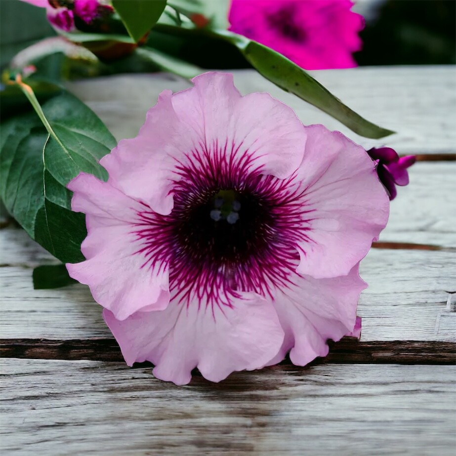 Petunia Seeds Flowers Perennial Flowers Seed Annual US SELLER 175 Seeds Garden