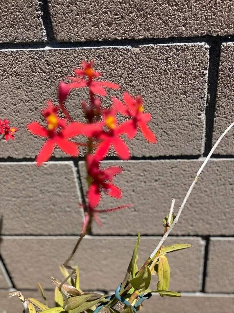 Epidemdrum plants