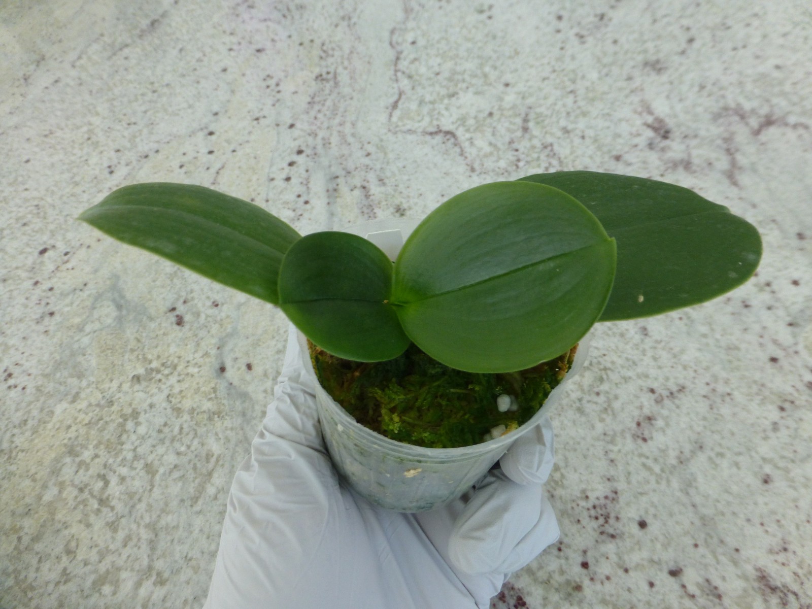 Fragrant Orchid Phalaenopsis Phal. Meidarland Kaiulani ‘Red Girl’ In 2.5″ Pot