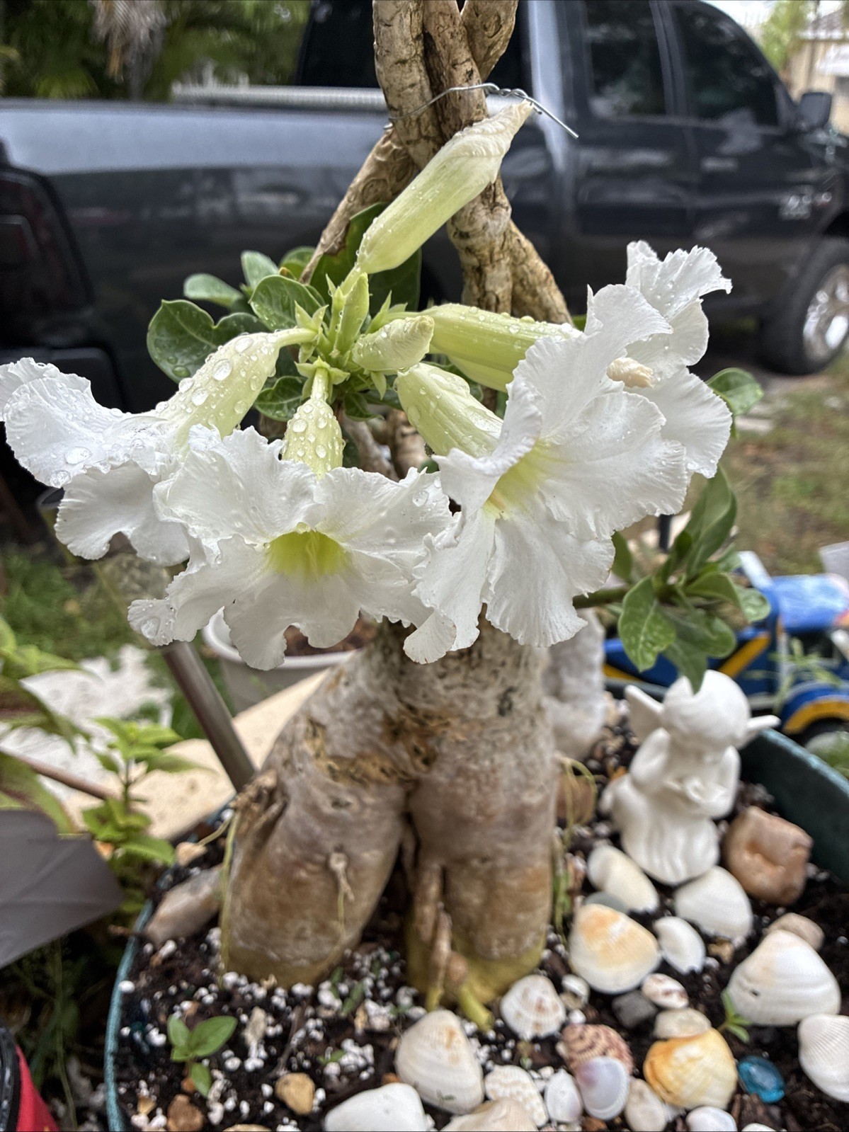 Beautiful White Adenium With Massive Caudex 12+ Years Plant