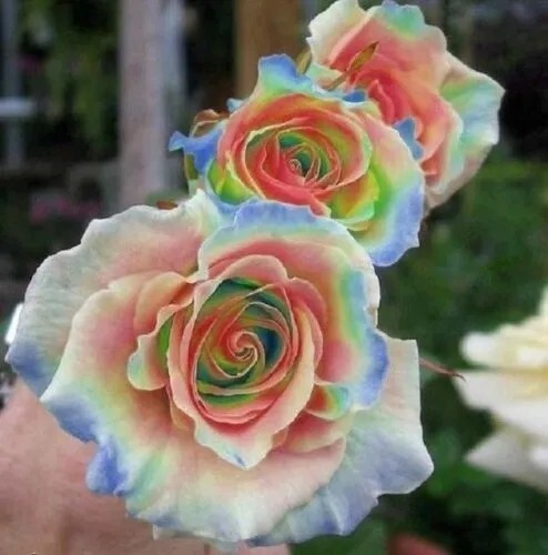 Rainbow Rose Seeds- 50 or 100 Seeds.USA Seller- Free Shipping