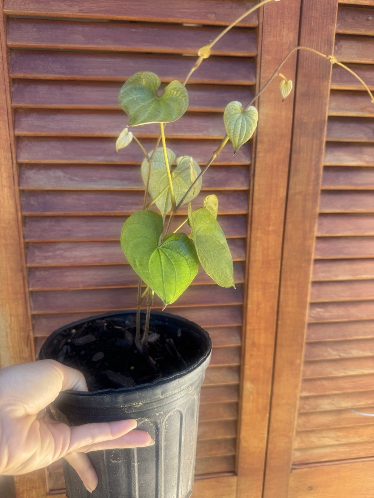 Rare- Edible Asian Dioscorea Esculenta | Lesser Yam Plant – with pot for growing