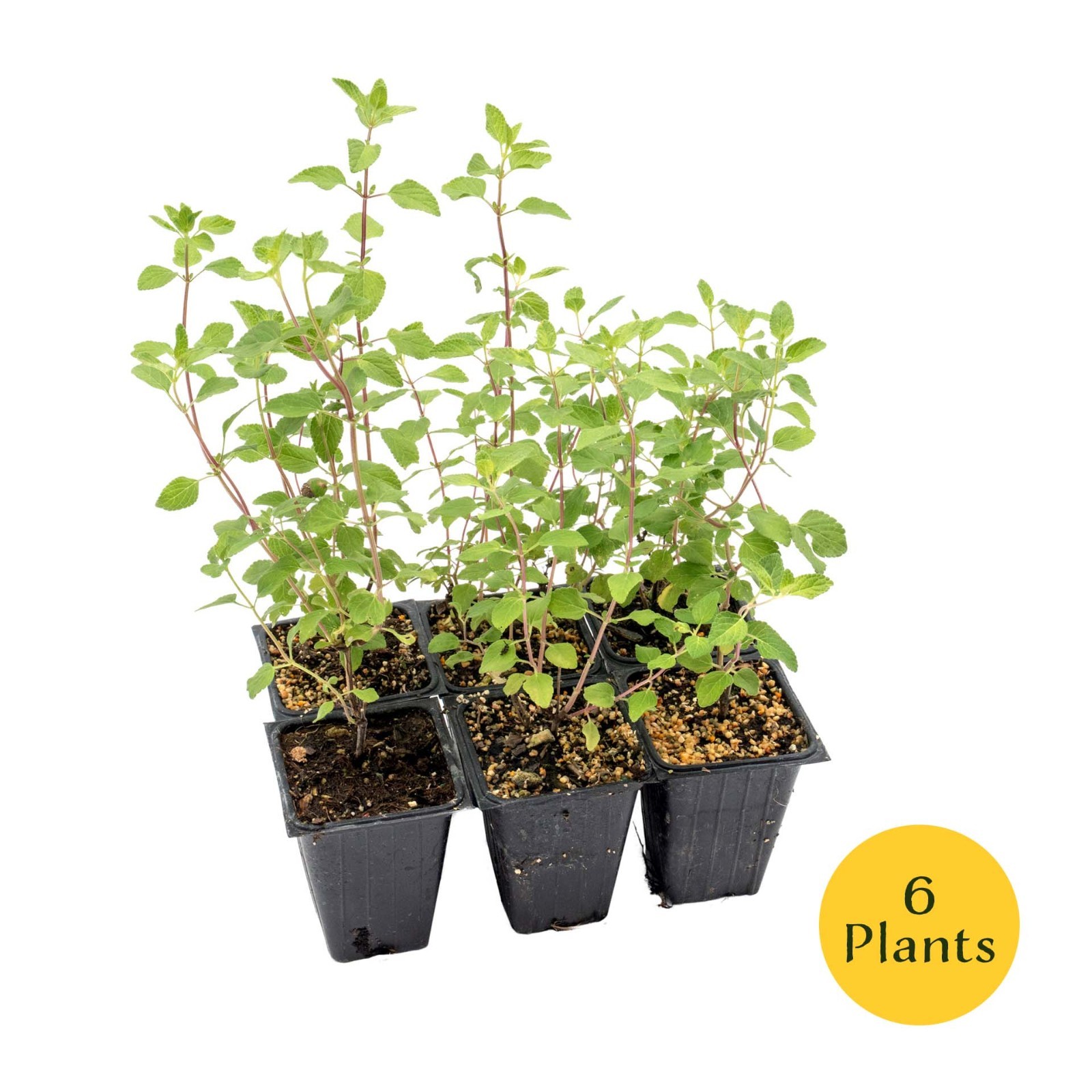 Hot Lips Sage in 3.5” Nursery Cubes (Salvia microphylla ‘Hot Lips’) | Live Herbs
