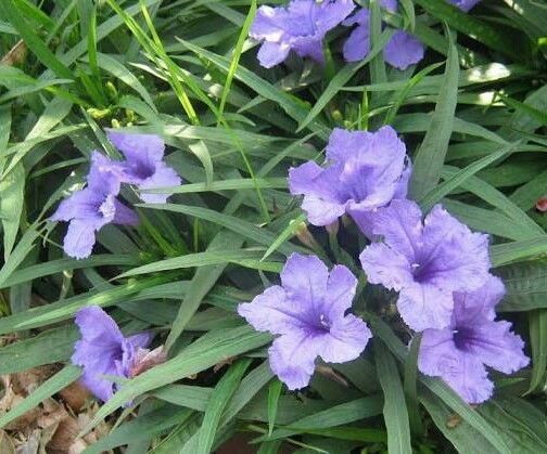 6 Texas Tulip Plant Cuttings; 2 Purple, 2 White & 2 Pink / FREE SHIPPING!!!