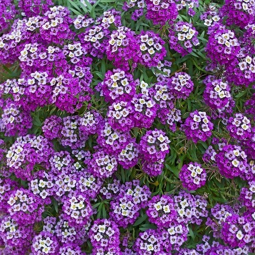 2,500 – 10,000 Royal Carpet Alyssum Seeds Beautiful Purple Ground Cover Easy Gro