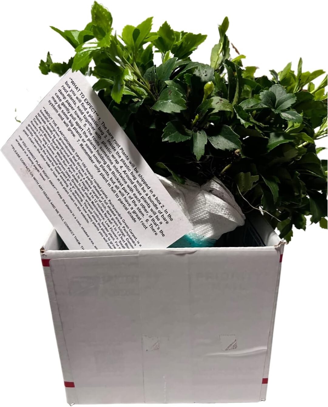 pachysandra terminalis 100 bare root plants