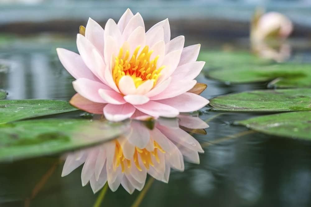 30PCS Non-GMO Bonsai Lotus Seeds for Gorgeous Aquatic Gardens – Easy Planting