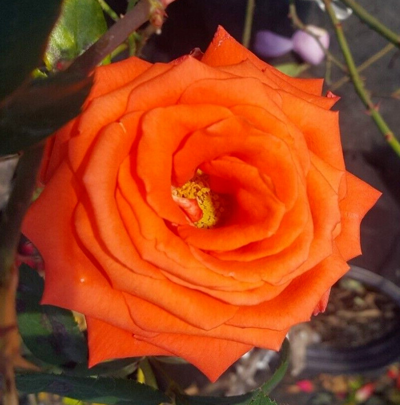 MARINA Everblooming Floribunda Salmon Orange Rose 1 Gal Bush Plants Plant Roses