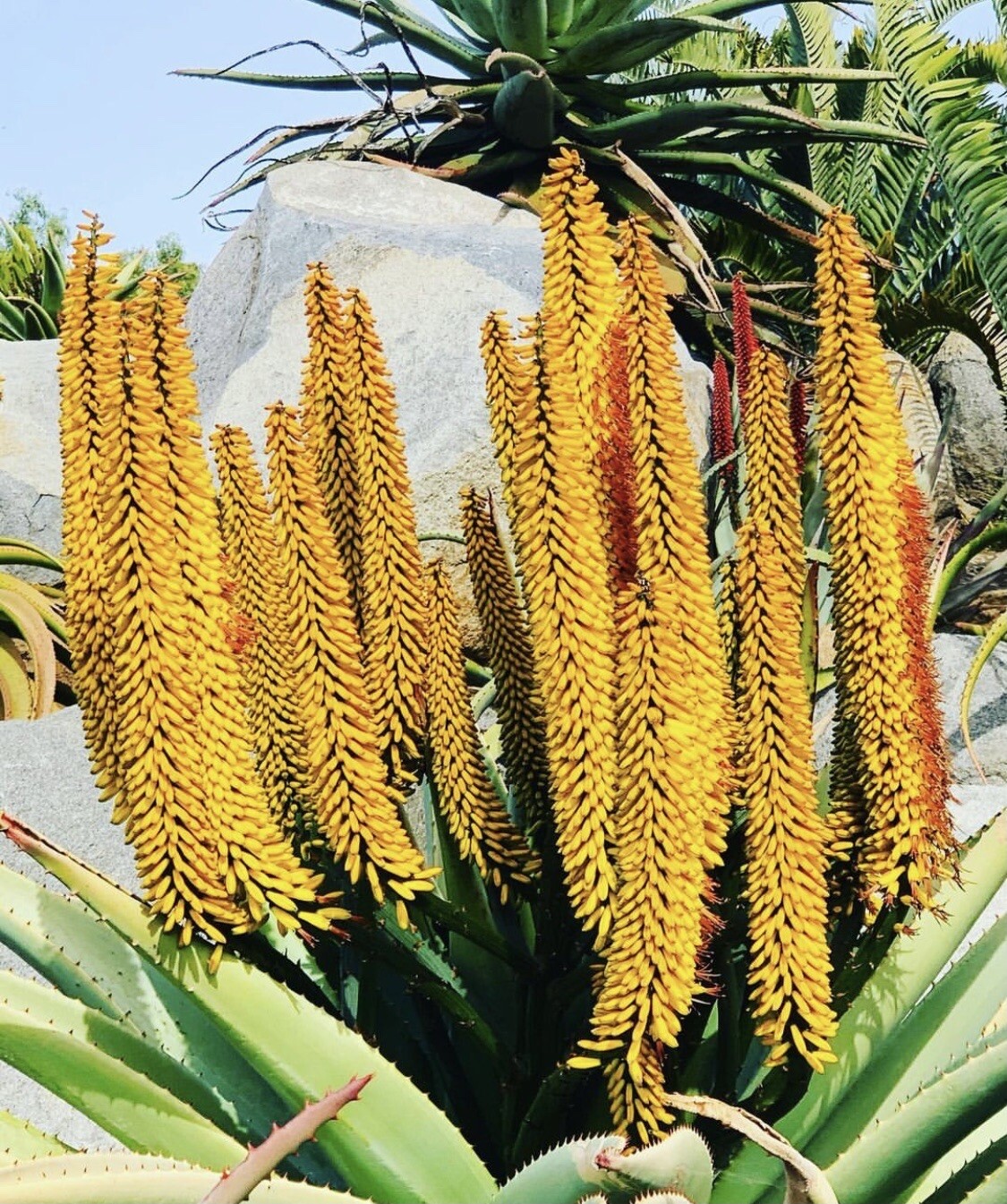 Yellow Flower Aloe ferox (Cape Aloe ) -Live Plant / Succulent Agave Rare Aloes