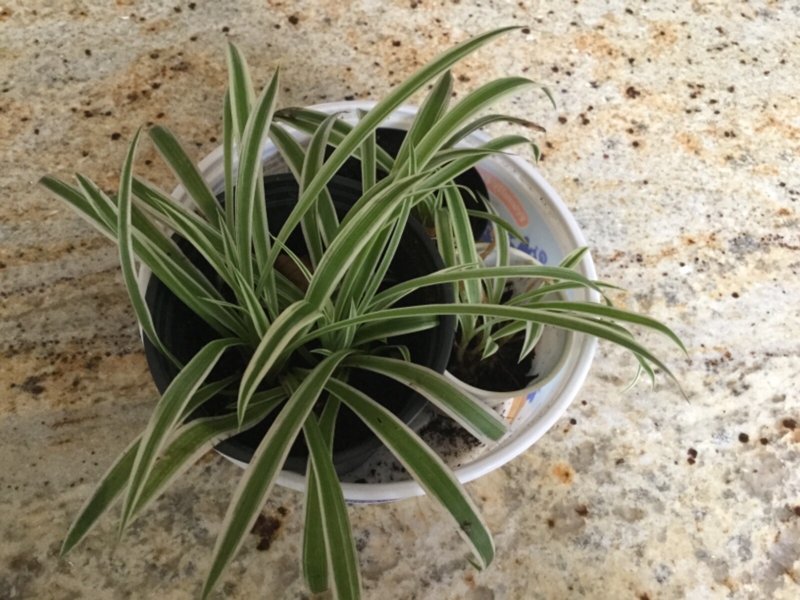 3 in. Spider Plants Chlorophytum comosum Golden Glow aka Hawaiian & variegated