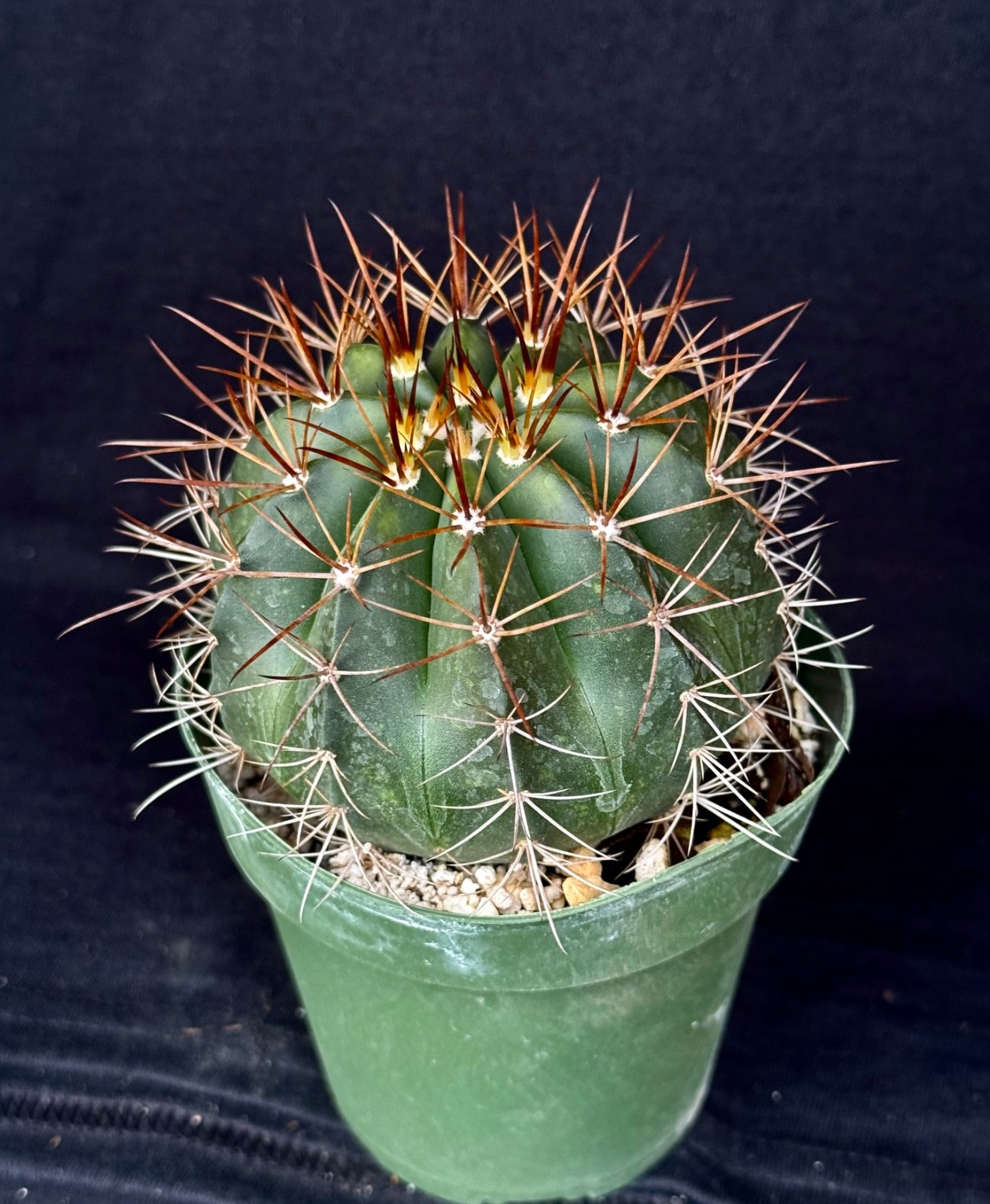 Melocactus albicephalus, 4″ cephalium bearing cactus plant