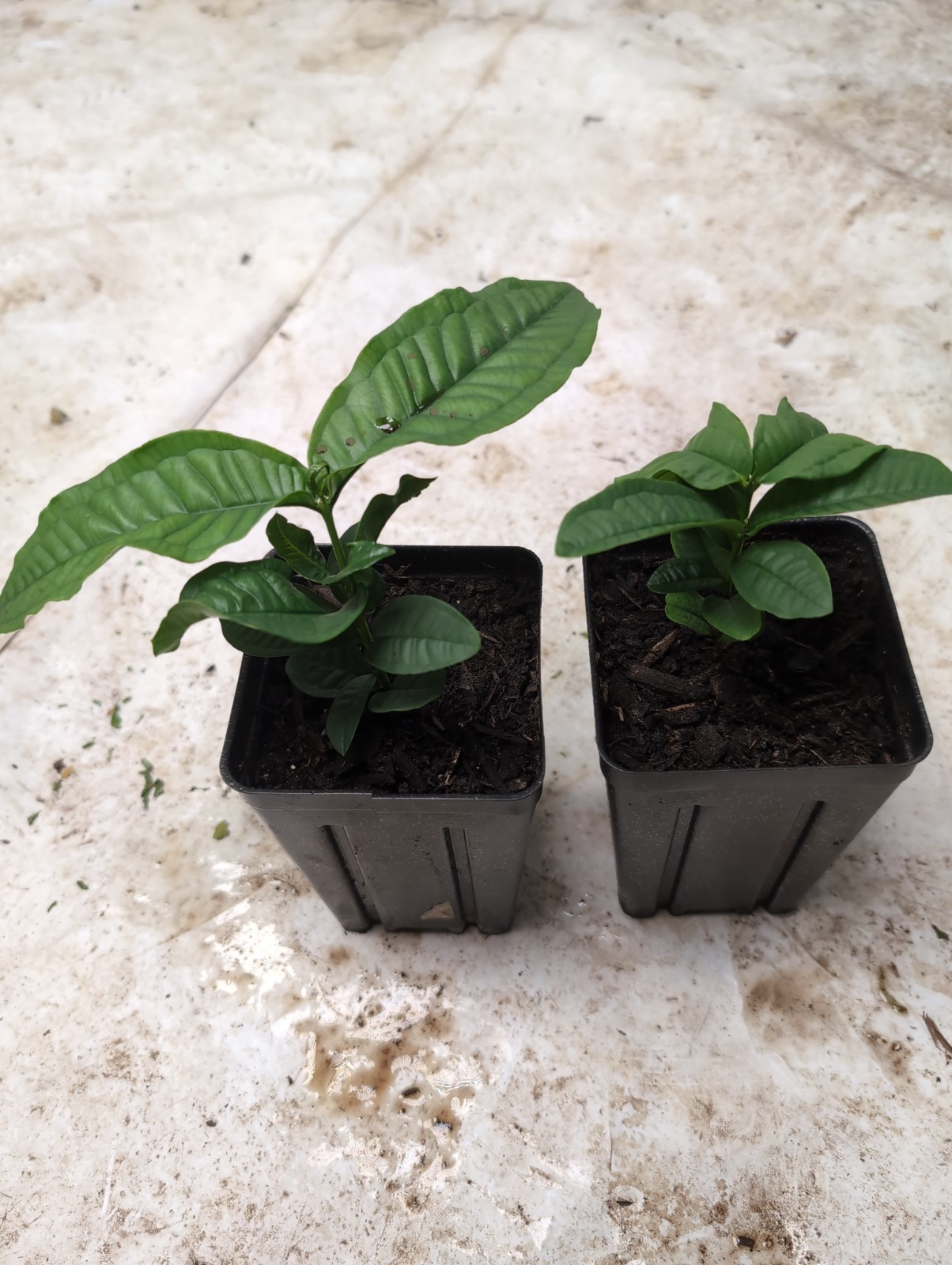 Syzygium Aqueum – “Jambo Branco” (White Water Apple) – Tropical Myrtaceae