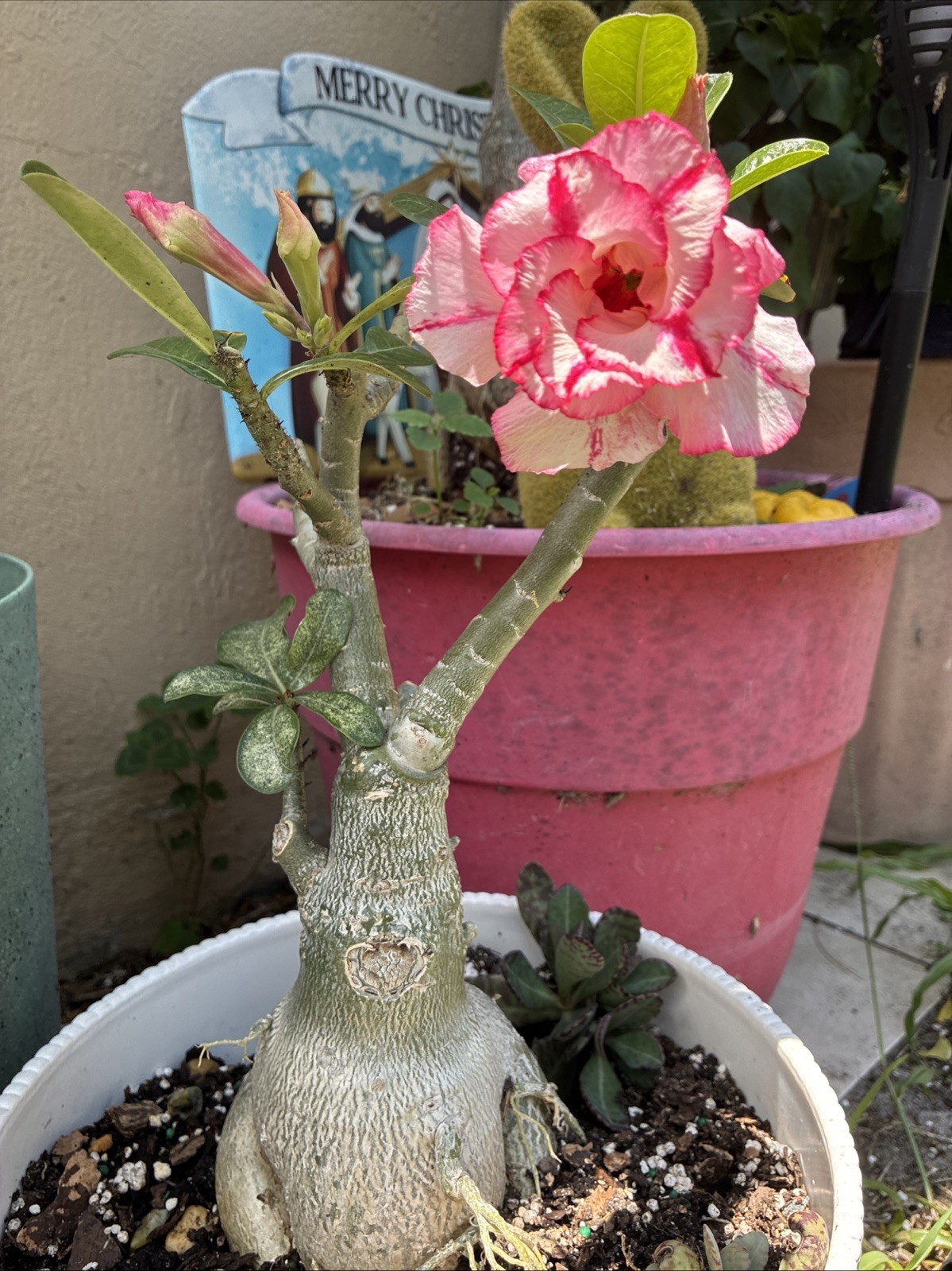Queen Esther Beautiful Desert Rose Tiple Petal