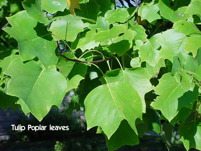 Tulip Tree, Liriodendron tulipifera, Tree Seeds