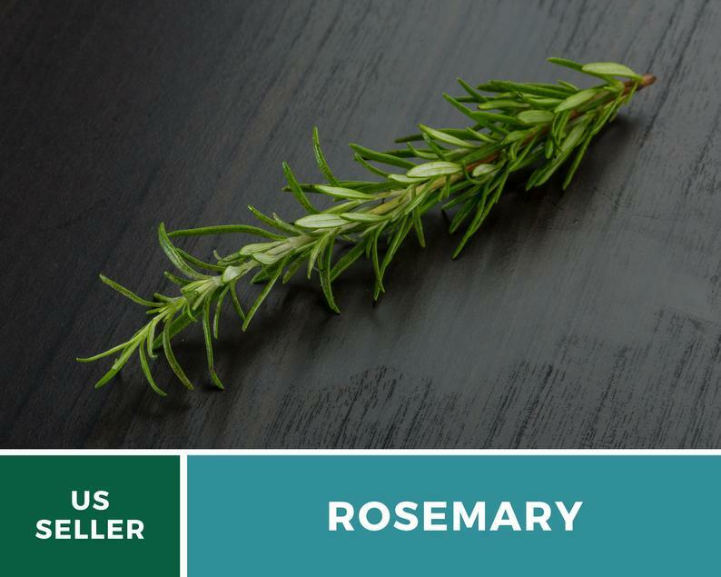 Rosemary – 50 Seeds – Medicinal & Culinary Herb – GMO Free