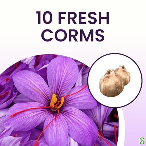 Saffron Crocus Corms – 10 Large Perennial Bulbs for Outdoor Planting, Purple Blo