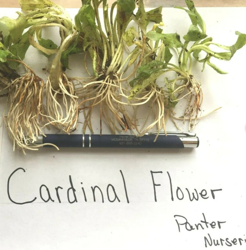 Set 5 Red Cardinal Flower Bare Roots – Perennial Native Plant for Garden
