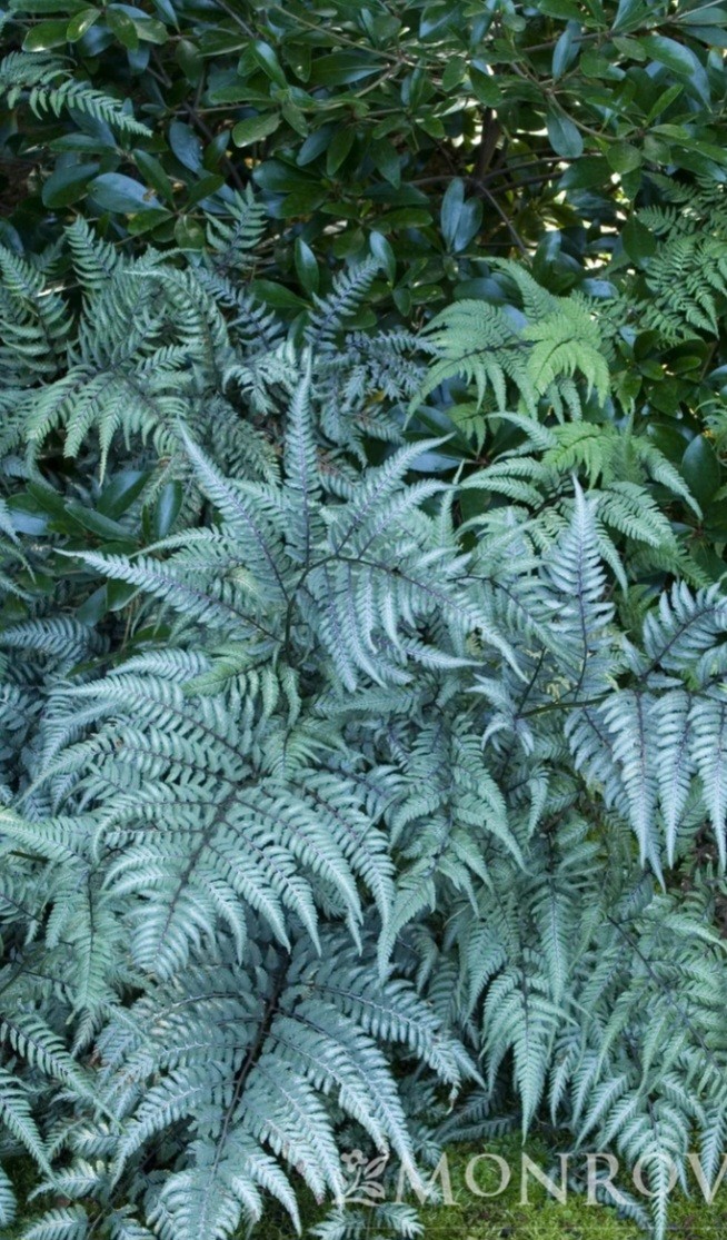 Japanese Painted Fern