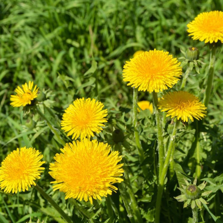 3 Live Dandelion Herb Plant – Taraxacum officinale–Edible Herbal Plant in 4″ Pot