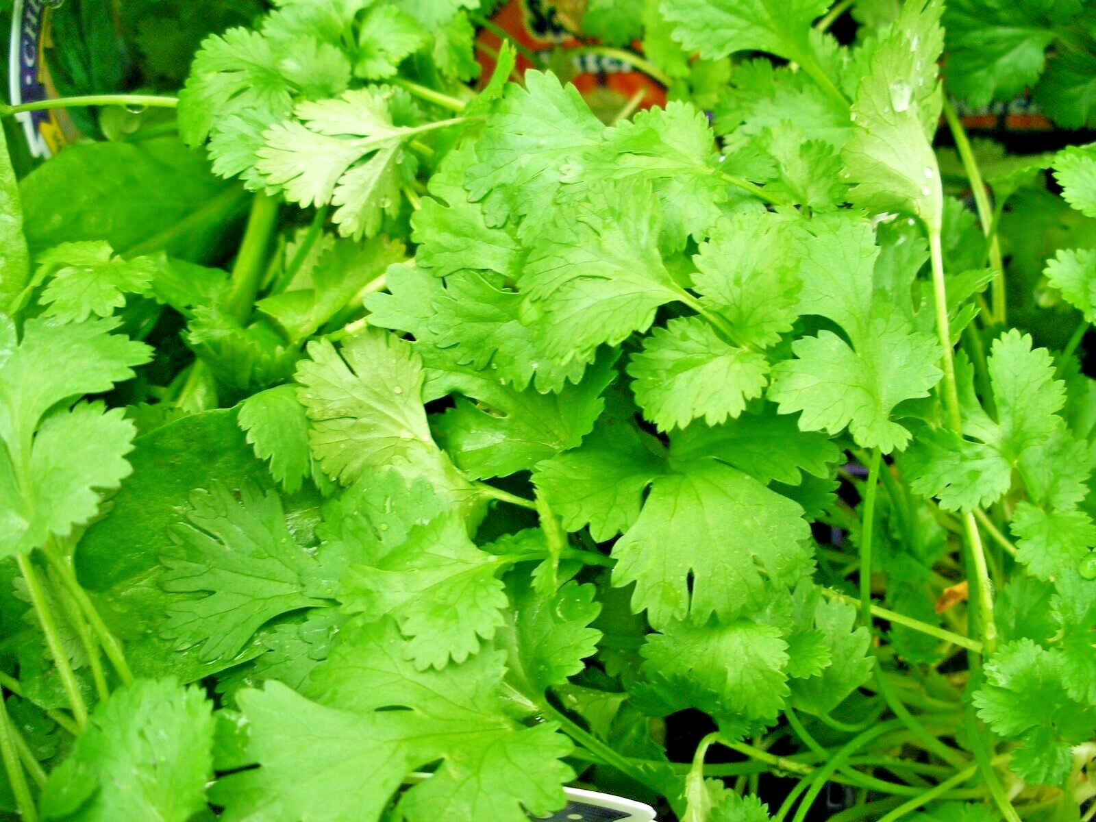 61+CILANTRO Seeds Coriander Salsa Tex Mex Kitchen Summer Garden Container Herb