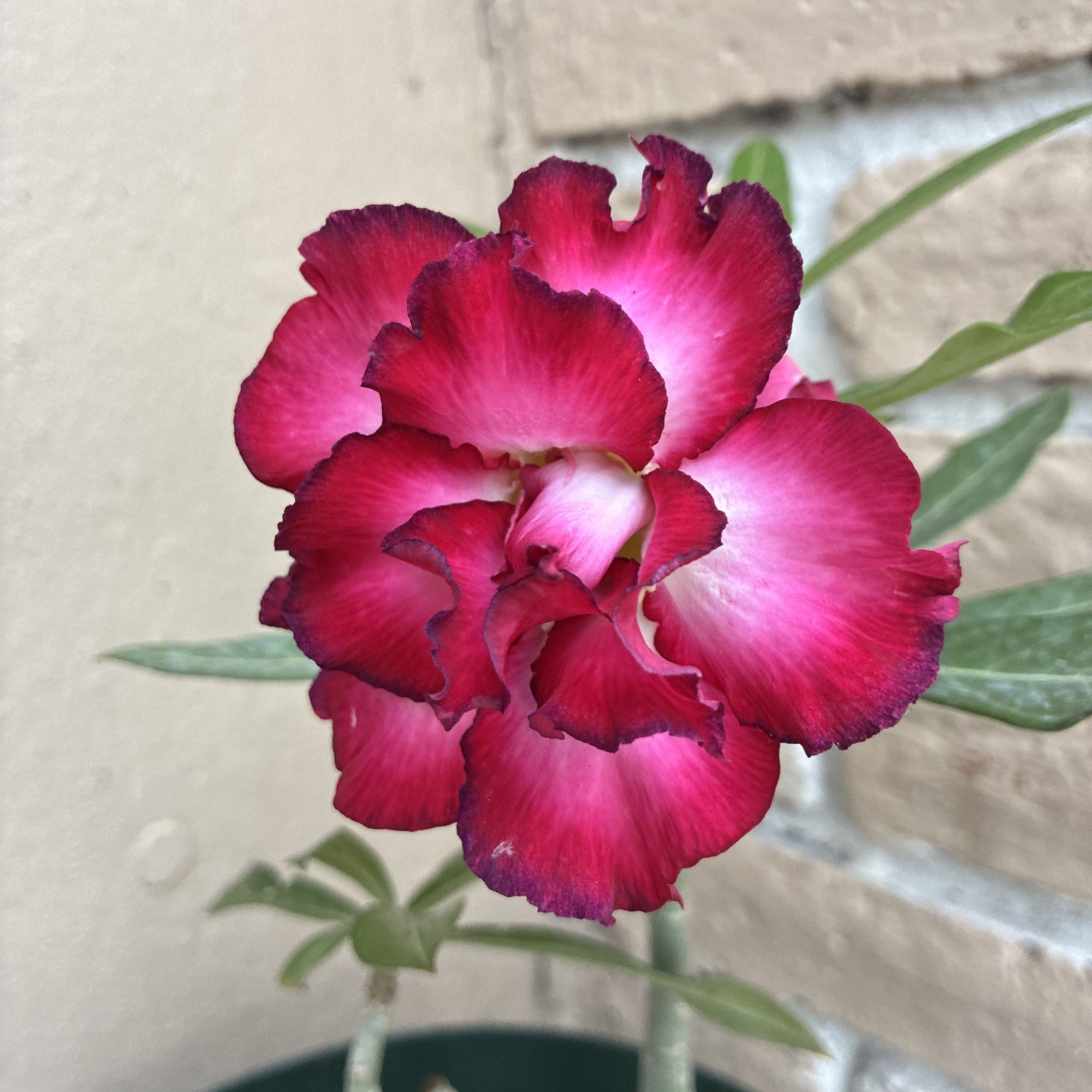 Beautiful Easy-Growing Favorite Desert Rose Double Petal Black Edge Pink Flowers