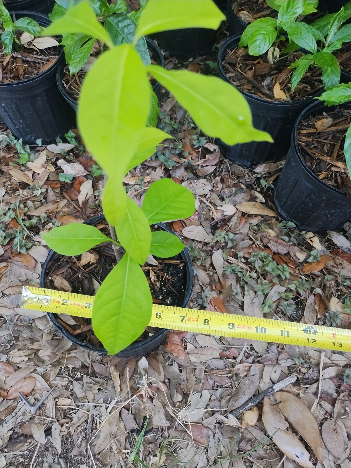 Rare South American Vine, Banisteriopsis C. Plant 18 Inches Tall