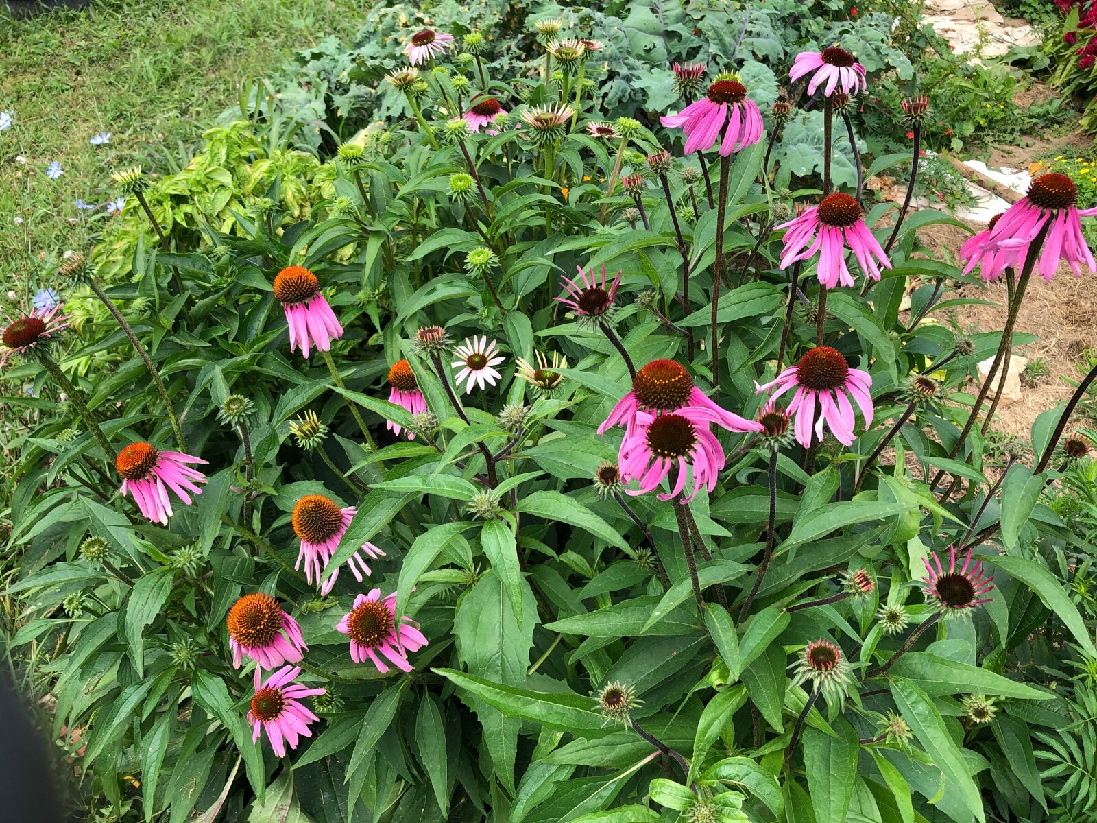 1 oz ECHINACEA Purple Coneflower Medicinal Herb Dried Seed Heads/Cones~ Variety