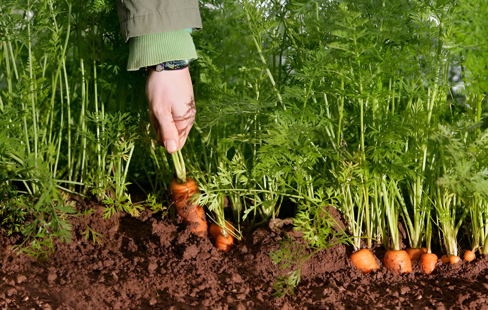 1,000 Heirloom Danvers 126 Carrot Seeds Giant High Yield Fast Growing and Sweet!