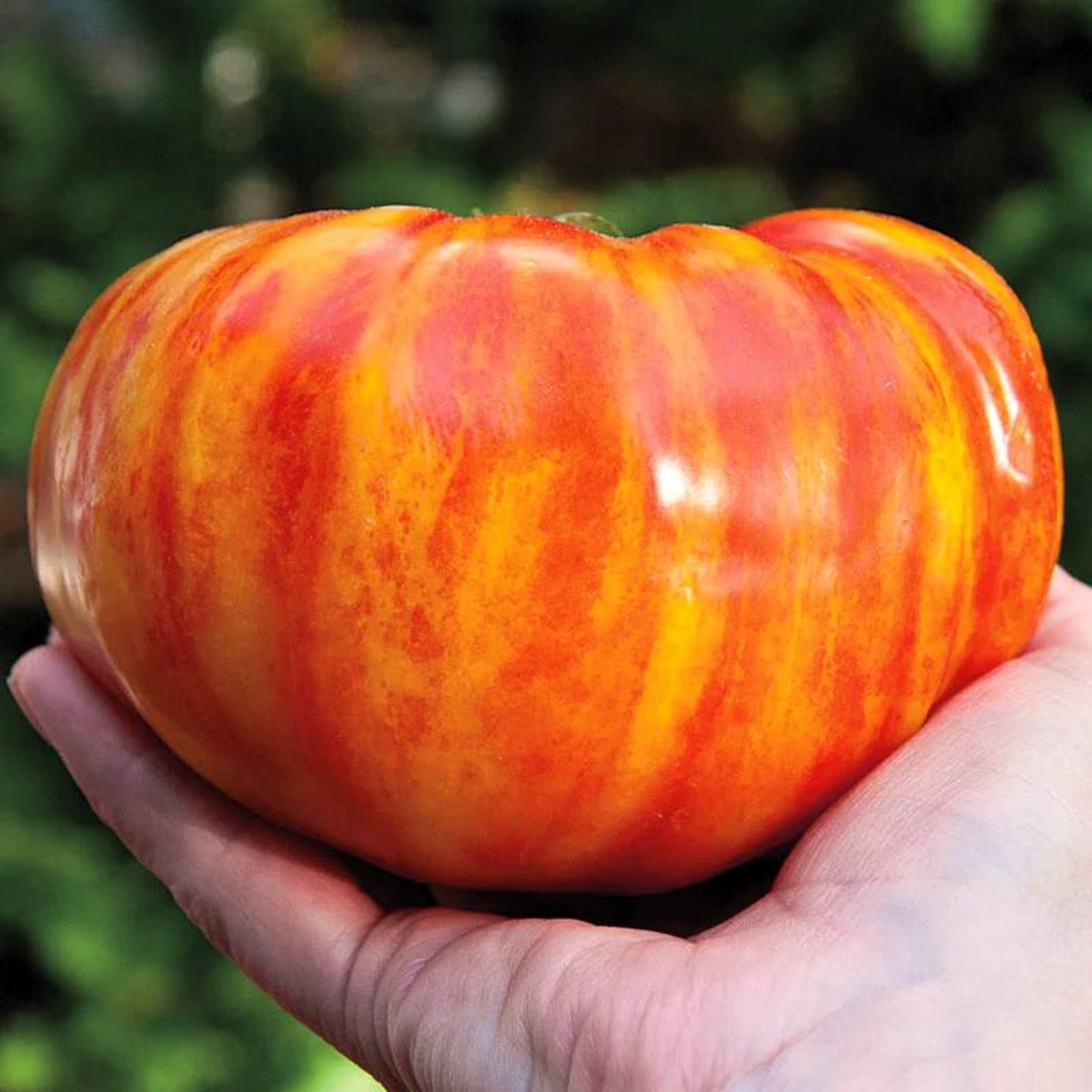 Lot of 6 Live Heirloom Tomato Plants -BIG RAINBOW- 6 to 8 inches, 60+ Days Old