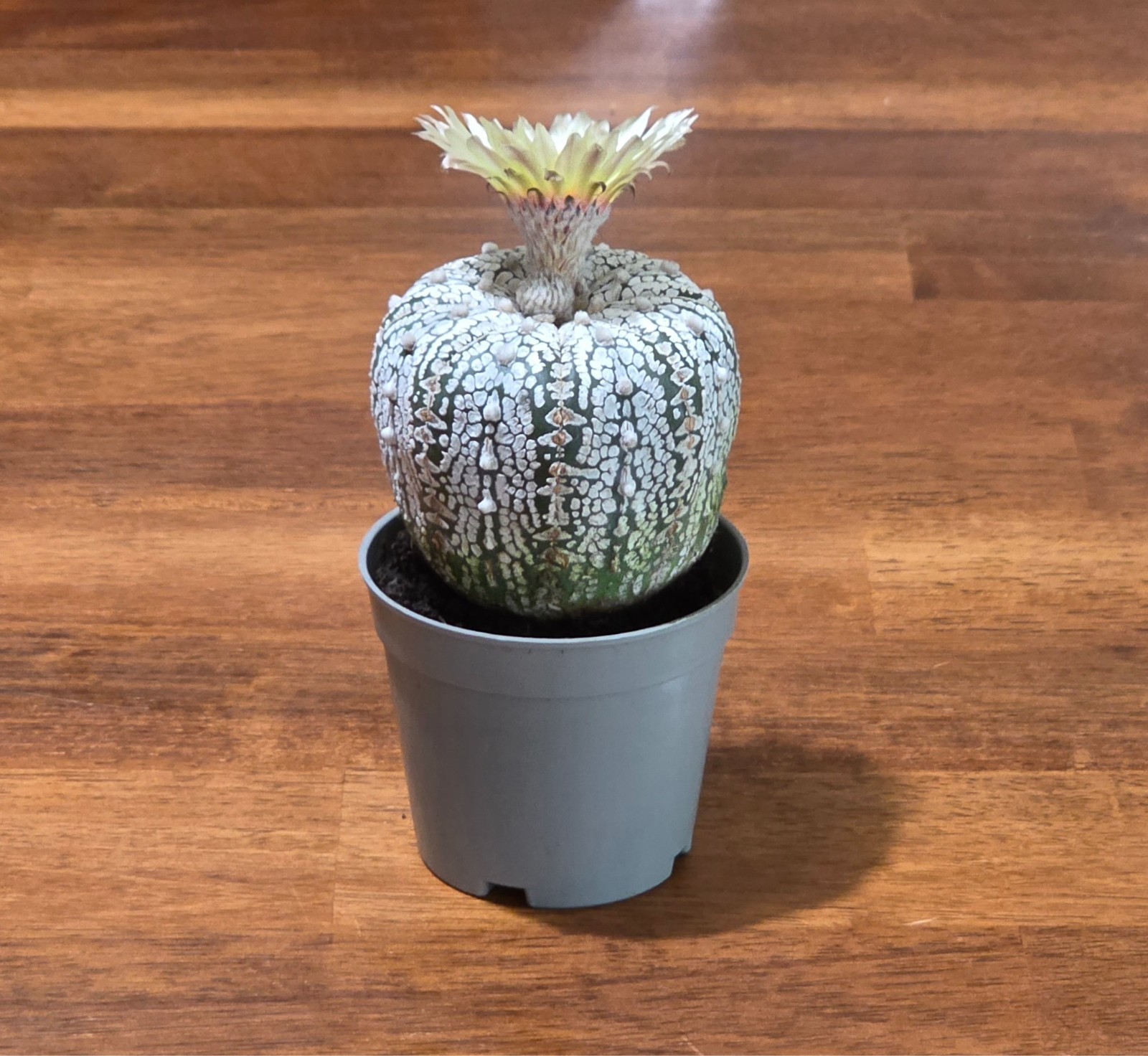 Astrophytum Asterias Super Kabuto Cactus RARE