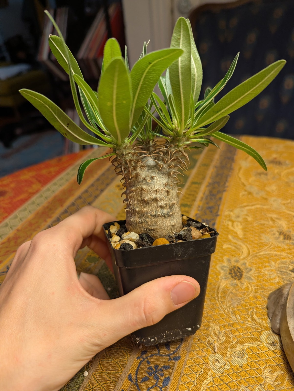 Pachypodium rosulatum subs. makayense (NOT gracilius), Madagascar caudiciform