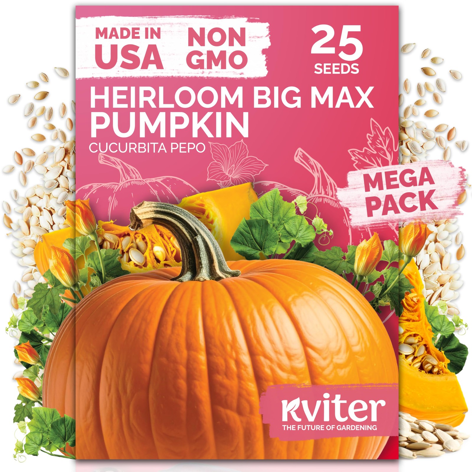 KVITER 25 Big Max Pumpkin Seeds for Planting (Cucurbita pepo)