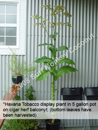 500 Virginia Tobacco seeds w/ FREE how to grow booklet! HEIRLOOM GRADE A+
