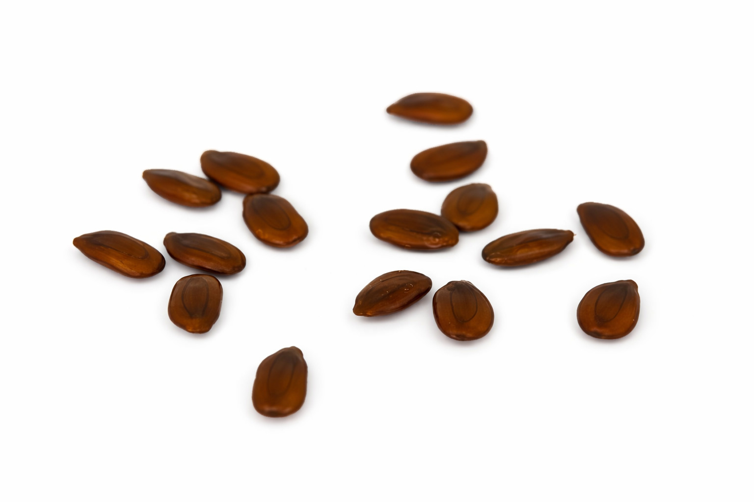 20 Brazilian Rain Tree Seeds | Pithecellobium tortum | Rare Bonsai Seeds